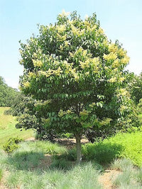20 WHITE TREE LILAC Hummingbird Flower Fragrant Peking Syringa Pekinensis Seeds