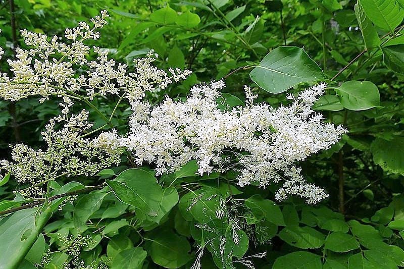 20 WHITE TREE LILAC Hummingbird Flower Fragrant Peking Syringa Pekinensis Seeds