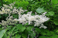 20 WHITE TREE LILAC Hummingbird Flower Fragrant Peking Syringa Pekinensis Seeds