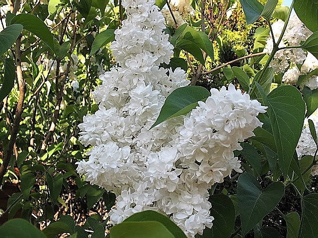 20 WHITE TREE LILAC Hummingbird Flower Fragrant Peking Syringa Pekinensis Seeds