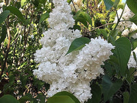 20 WHITE TREE LILAC Hummingbird Flower Fragrant Peking Syringa Pekinensis Seeds