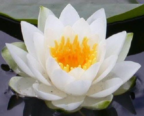 3 Organic Mixed Colors LOTUS Nelumbo Nucifera Pond Water Lily Lilypad Blue Red Flower Large Seeds