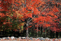 25 SUGAR MAPLE Syrup TREE Native Rock Fall Color Acer Saccharum Seeds