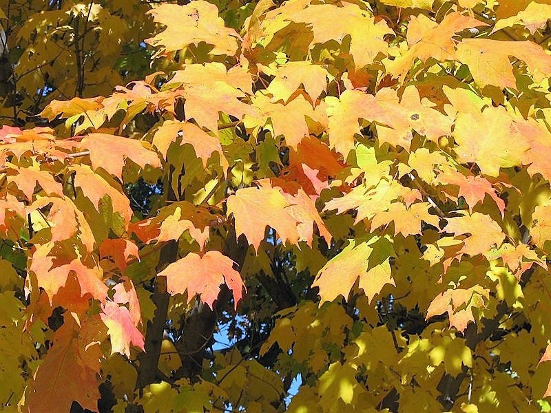 25 SUGAR MAPLE Syrup TREE Native Rock Fall Color Acer Saccharum Seeds