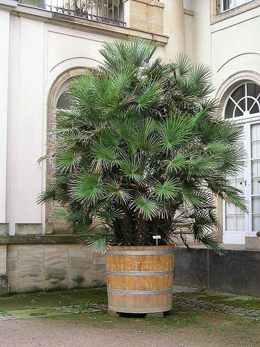 5 MEDITERRANEAN FAN PALM European Dwarf Tree Shrub Chamaerops Humilis Seeds