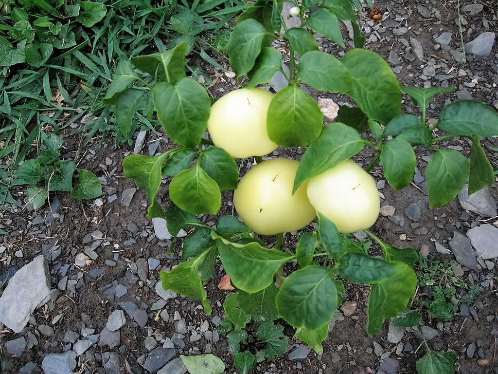 25 ALMA PAPRIKA PEPPER White Orange Red Hungarian Cherry Capsicum Annuum Seeds