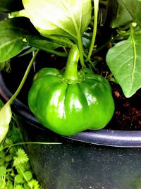 25 ALMA PAPRIKA PEPPER White Orange Red Hungarian Cherry Capsicum Annuum Seeds