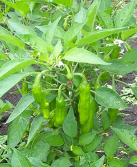 50 GREEK GOLDEN PEPPER Pepperoncini Gold Yellow Capsicum Annuum Vegetable Seeds