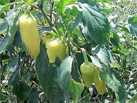 50 GREEK GOLDEN PEPPER Pepperoncini Gold Yellow Capsicum Annuum Vegetable Seeds