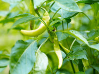 50 GREEK GOLDEN PEPPER Pepperoncini Gold Yellow Capsicum Annuum Vegetable Seeds