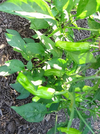 50 GREEK GOLDEN PEPPER Pepperoncini Gold Yellow Capsicum Annuum Vegetable Seeds