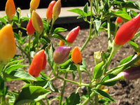 25 BOLIVIAN RAINBOW PEPPER Multi Colored Chili Capsicum Annuum Vegetable Seeds