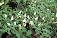 25 BOLIVIAN RAINBOW PEPPER Multi Colored Chili Capsicum Annuum Vegetable Seeds