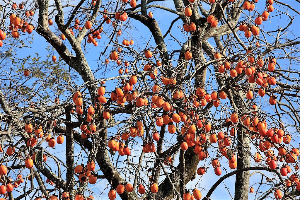 5 JAPANESE PERSIMMON Tree Asian Diospyros Kaki Orange Red Fruit Flower Seeds