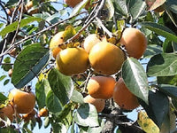 5 JAPANESE PERSIMMON Tree Asian Diospyros Kaki Orange Red Fruit Flower Seeds
