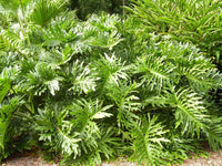 15 Lacy TREE PHILODENDRON Split Leaf Cut-leaf Selloum House Plant Seeds