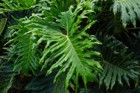 15 Lacy TREE PHILODENDRON Split Leaf Cut-leaf Selloum House Plant Seeds
