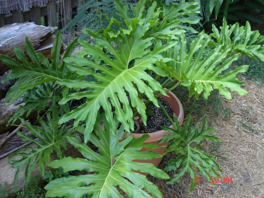 15 Lacy TREE PHILODENDRON Split Leaf Cut-leaf Selloum House Plant Seeds
