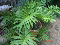 15 Lacy TREE PHILODENDRON Split Leaf Cut-leaf Selloum House Plant Seeds