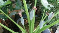 15 Lacy TREE PHILODENDRON Split Leaf Cut-leaf Selloum House Plant Seeds