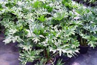 15 Lacy TREE PHILODENDRON Split Leaf Cut-leaf Selloum House Plant Seeds