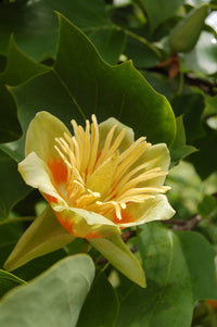 15 TULIP POPLAR TREE Yellow Flower Liriodendron Tulipifera Whitewood Seeds