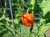 40 Orange SCOTCH BONNET PEPPER very hot Jamaican Capsicum Annuum Vegetable Seeds