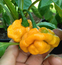 40 Yellow SCOTCH BONNET PEPPER very hot Jamaican Capsicum Annuum Vegetable Seeds