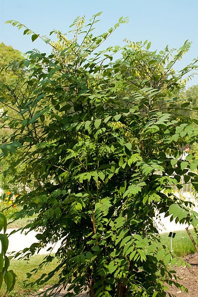 7 BLUE SAUSAGE FRUIT Edible & Ornamental Decaisnea Fargesii Tree Shrub Seeds