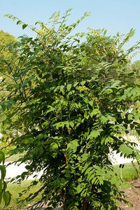 7 BLUE SAUSAGE FRUIT Edible & Ornamental Decaisnea Fargesii Tree Shrub Seeds
