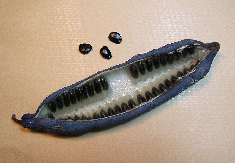 7 BLUE SAUSAGE FRUIT Edible & Ornamental Decaisnea Fargesii Tree Shrub Seeds
