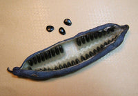 7 BLUE SAUSAGE FRUIT Edible & Ornamental Decaisnea Fargesii Tree Shrub Seeds