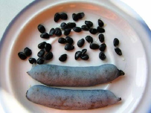 7 BLUE SAUSAGE FRUIT Edible & Ornamental Decaisnea Fargesii Tree Shrub Seeds