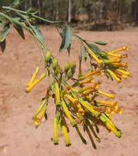 250 TREE TOBACCO Nicotiana Glauca Yellow Trumpet Flower Herb Shrub Seeds