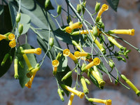 250 TREE TOBACCO Nicotiana Glauca Yellow Trumpet Flower Herb Shrub Seeds