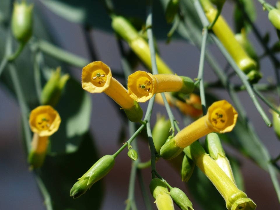 250 TREE TOBACCO Nicotiana Glauca Yellow Trumpet Flower Herb Shrub Seeds
