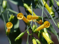 250 TREE TOBACCO Nicotiana Glauca Yellow Trumpet Flower Herb Shrub Seeds