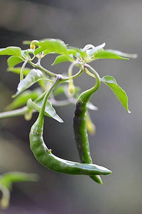 25 Organic KOREAN Dark GREEN PEPPER Lady Han Hot Chili Long Red Capsicum Annuum Seeds