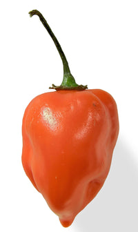 50 Mixed HOT HABANERO PEPPER Red Orange White Brown Mix Capsicum Chinense Seeds