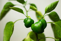 200 BIG GREEN Bell PEPPER Sweet Capsicum Annuum Vegetable Seeds