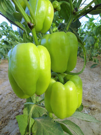 200 BIG GREEN Bell PEPPER Sweet Capsicum Annuum Vegetable Seeds