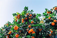 20 TANGERINE Mandrin Orange Citrus Reticulata Fruit Tree Seeds