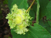 5 AMERICAN HAZELNUT TREE aka Filbert Corylus Americana Fruit Nut Seeds