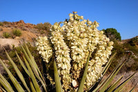 5 JOSHUA TREE Palm Tree Yucca Brevifolia White Flowers Cactus Succulent Seeds