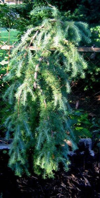 25 JAPANESE LARCH TREE Conifer Pine Cones Bonsai Larix Kaempferi Seeds