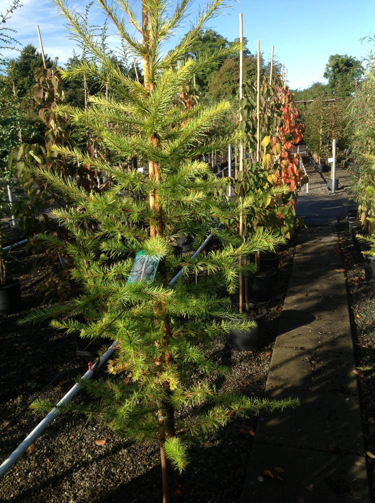 25 JAPANESE LARCH TREE Conifer Pine Cones Bonsai Larix Kaempferi Seeds