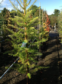 25 JAPANESE LARCH TREE Conifer Pine Cones Bonsai Larix Kaempferi Seeds