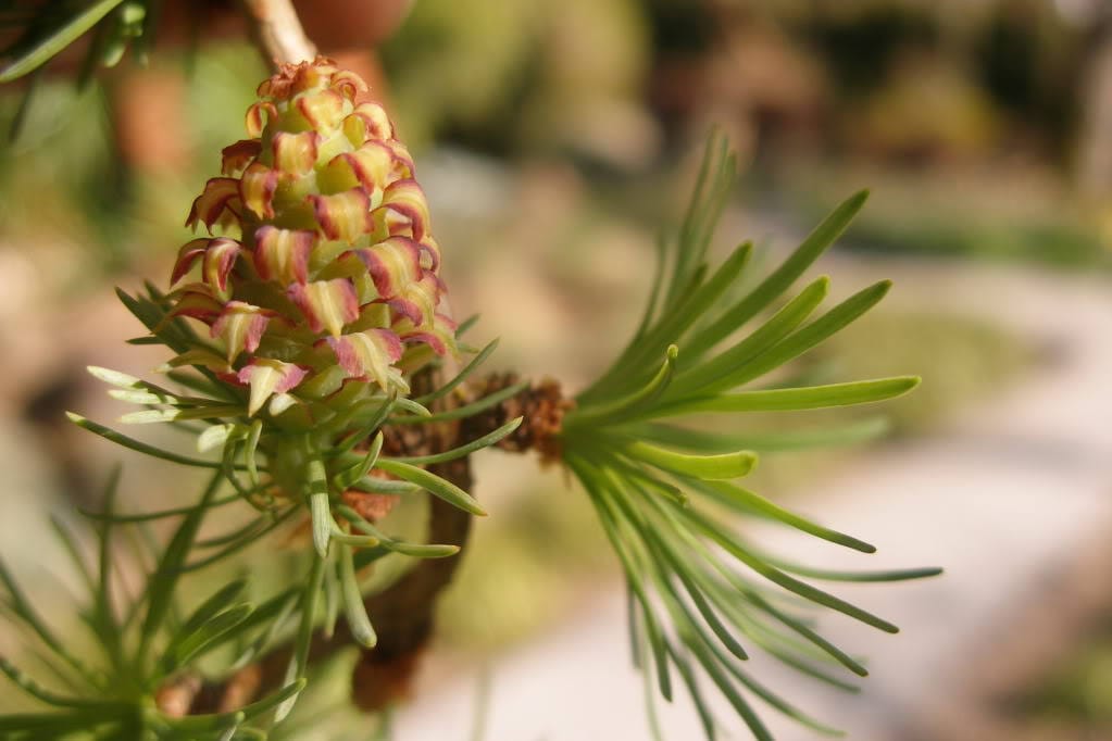 25 JAPANESE LARCH TREE Conifer Pine Cones Bonsai Larix Kaempferi Seeds