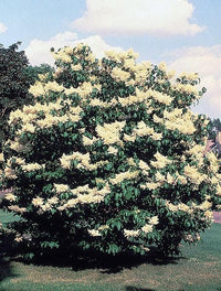 20 WHITE TREE LILAC Hummingbird Flower Fragrant Peking Syringa Pekinensis Seeds