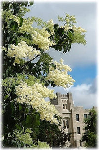 20 WHITE TREE LILAC Hummingbird Flower Fragrant Peking Syringa Pekinensis Seeds